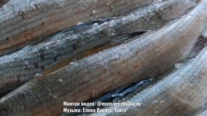 Красота Сибирской Тайги. Саянский хребет.