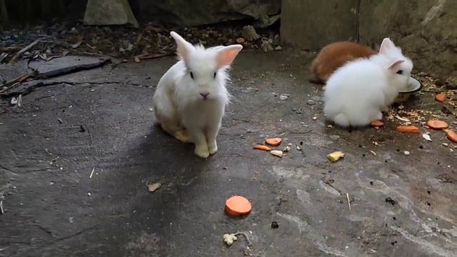 Контактный зоопарк в Приморском парке. Дети кормят кроликов. #абхазия смотреть онлайн