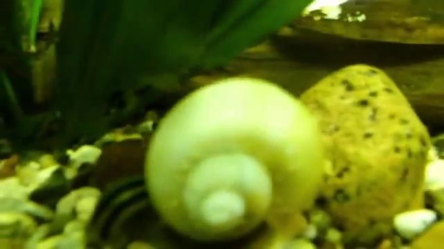 Изготовление аквариума в домашних условиях смотреть онлайн