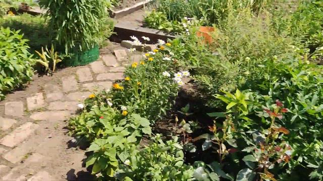 Волчий бок,пришелециз Северной Америки#лето #дача #природа #цветы #влог # смотреть онлайн