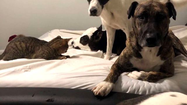 Бычок вырос среди собак, и считает себя одной из них, только посмотрите как он живёт сейчас смотреть онлайн