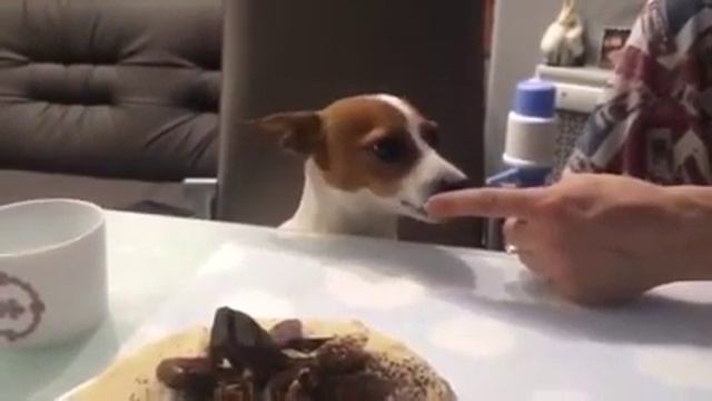 Собака не хочет делиться смотреть онлайн