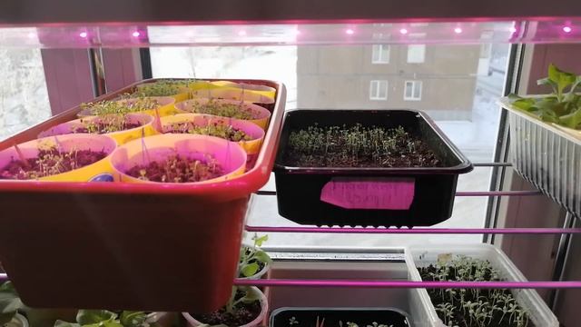 Полка из Светофора . смотреть онлайн