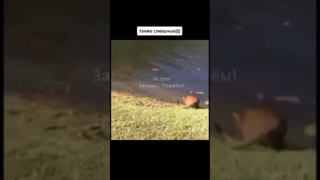 Приколы смотреть онлайн