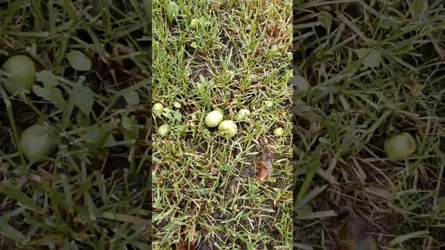 Почему яблоня сбрасывает плоды смотреть онлайн