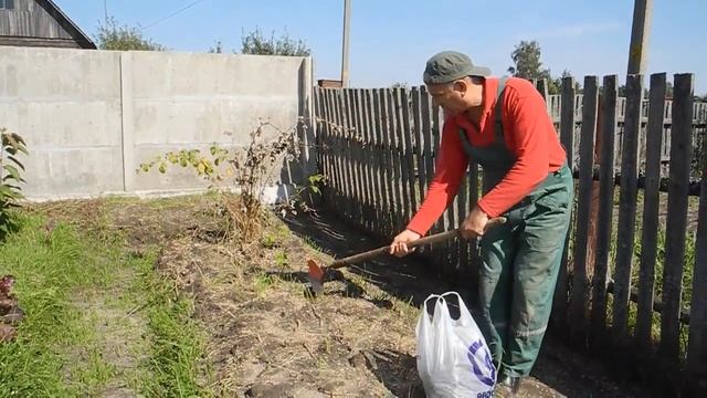 Как вырастить много белых грибов на своем участке (размножаем корнями) смотреть онлайн
