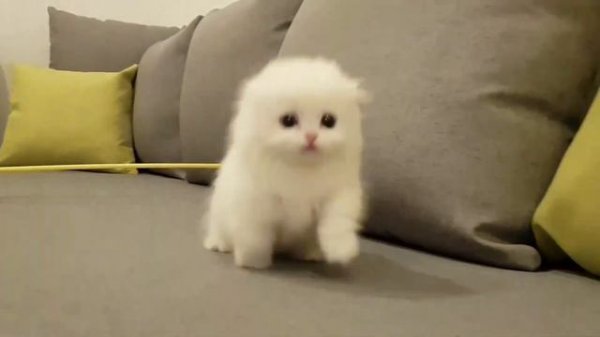 Munchkin kitten jumping Shocking jump
