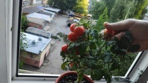 Томаты на балконе. Результат выращивания томата сорта Красная Шапочка на подоконнике.