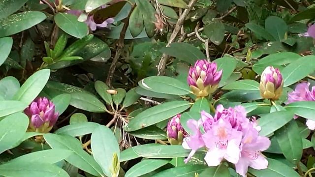 Альпийская роза) ( Rododendron ) смотреть онлайн