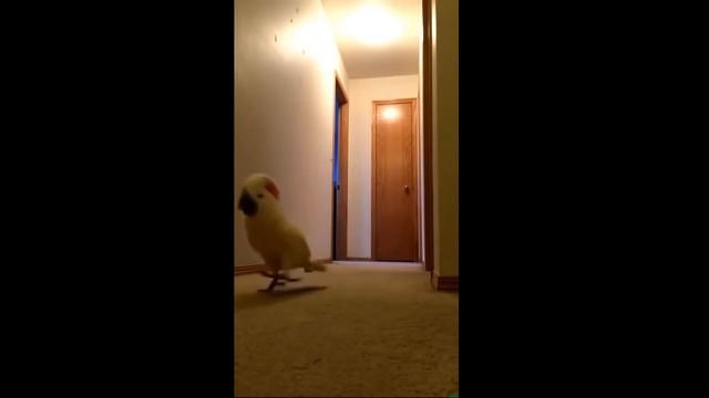 Попугай какаду ищет Наташу в коридоре Наташа ты где 1 смотреть онлайн