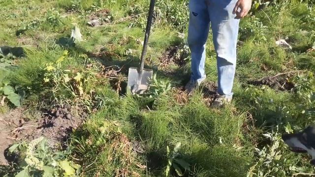 Уборка Картошки. Мотоблок Сломался. Триммер Сломался. Копаю Лопатой и Кошу Ручной косой. смотреть онлайн