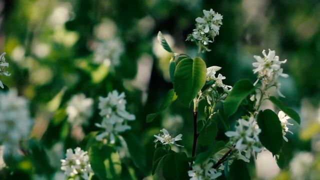 Красивые ветки ирги. Ирга цветет | Футажи красивая природа [FullHD] смотреть онлайн