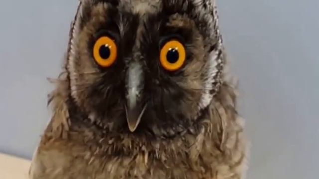 Праздничные идеи для создания уютного домашнего интерьера и атмосферы