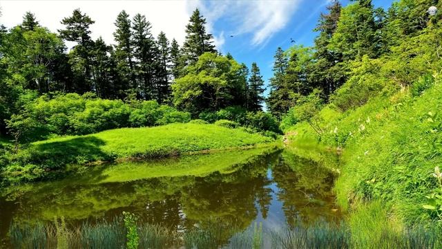 ? Музыка для Сна ? Пение птиц и журчание ручья ? Гипноз от стресса смотреть онлайн