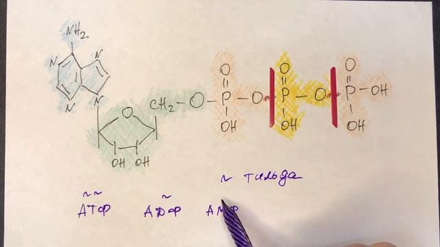 Биохимия. Считаем энергетический баланс правильно. АМФ смотреть онлайн