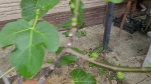 Инжир в Черноземье.