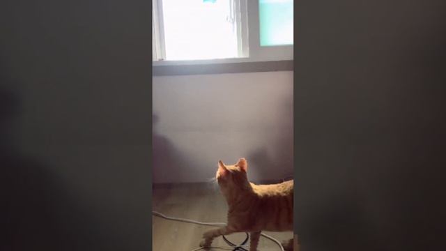 8-bit cat смотреть онлайн