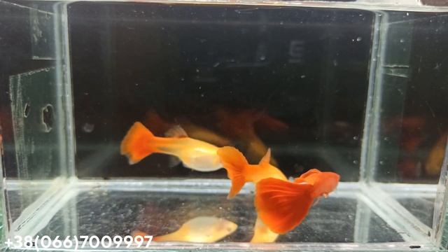 Гуппи Full Red Albino (красный альбинос) — 05.11.2020 смотреть онлайн
