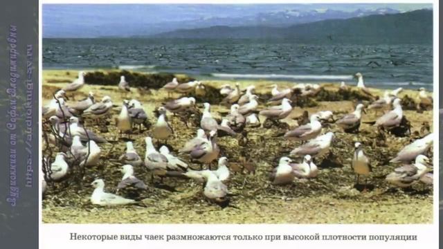 Биология 11 кл Теремов §54 Экологические характеристики популяции смотреть онлайн