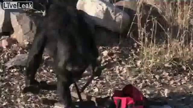 Обезьяна разводит огонь смотреть онлайн