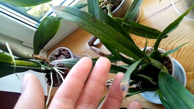 Virused Orchid Allert смотреть онлайн