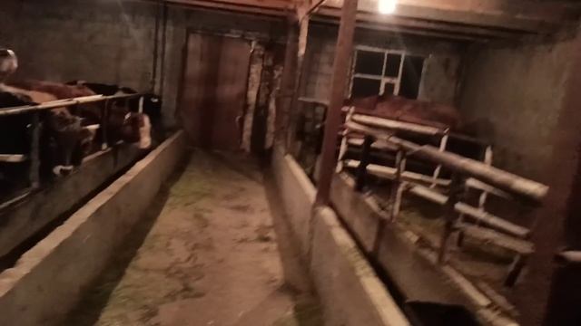 Откорм бычков смотреть онлайн