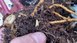 Пересадка калатеи Сандерианы. Корни распирали горшок.