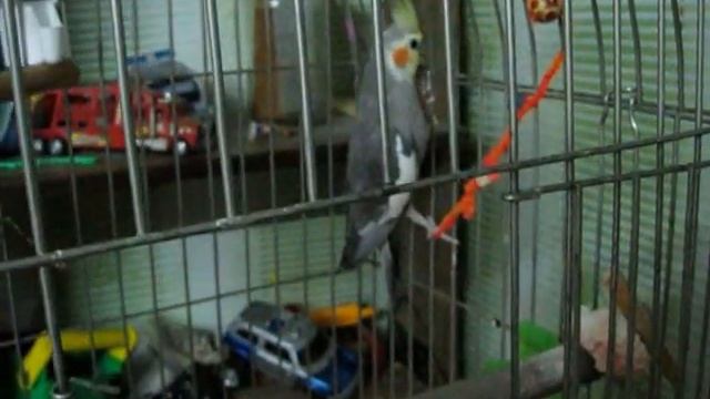 Приручение кореллы с помощью еды смотреть онлайн