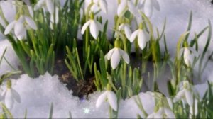 П И Чайковский Апрель  Подснежник