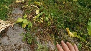 Действие Пергадо против фитофторы картофеля, результат