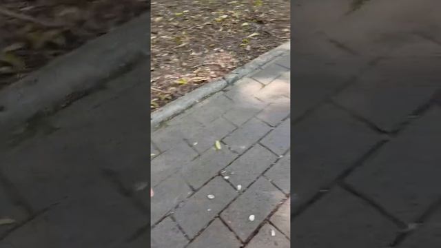 Мехико парк Чапультепек смотреть онлайн