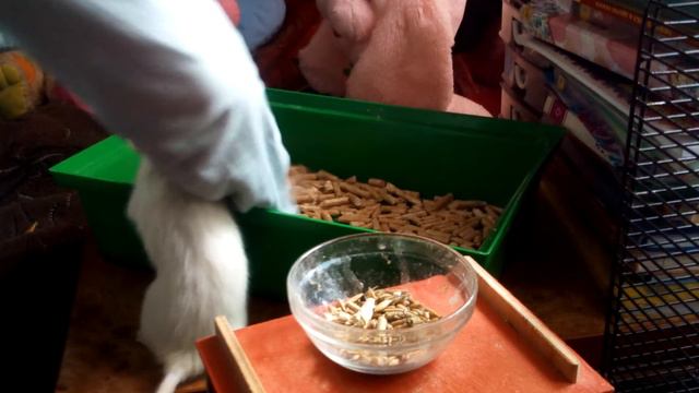 Видео по уходу за крысой (уборка в клетке) смотреть онлайн