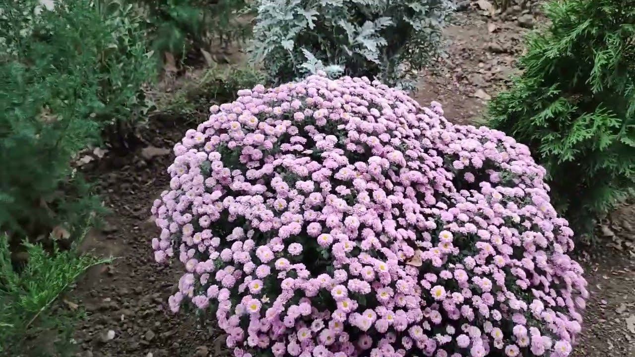 Новинки для моего сада.Новые сорта хризантемы Колоновидные яблони, груши, абрикос. Виноград. смотреть онлайн