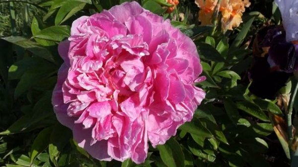 Пион ALEXANDER FLEMING