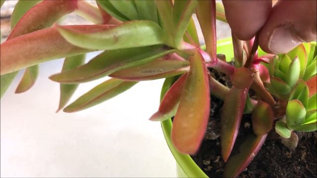 CRASSULA CAPITELLA 🔥 | Normal & Campfire