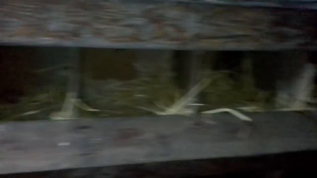 Ломан браун, собираем яйца смотреть онлайн