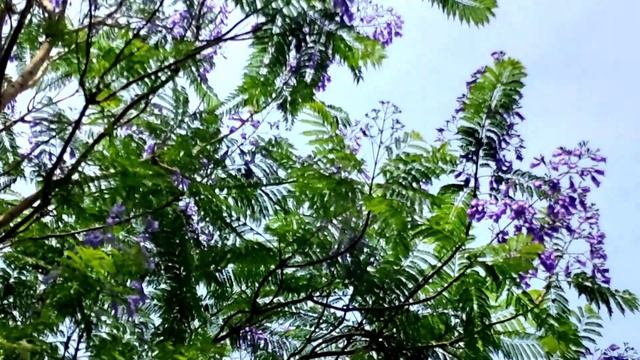 How to grow Jacaranda tree plant | Blue Jacaranda Tree | Information Jacaranda Tree | Urdu Hindi смотреть онлайн