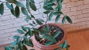 Лаймкват Юстис (citrus Лимонелла) мини лимон. Почти созрел один лимончик.