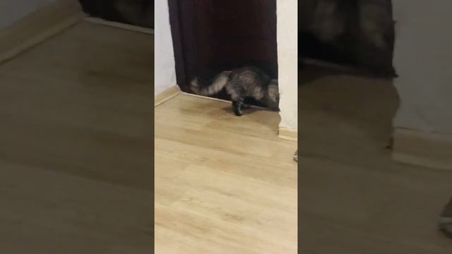 Дрессировка котят: как научить котёнка командам в домашних условиях. смотреть онлайн