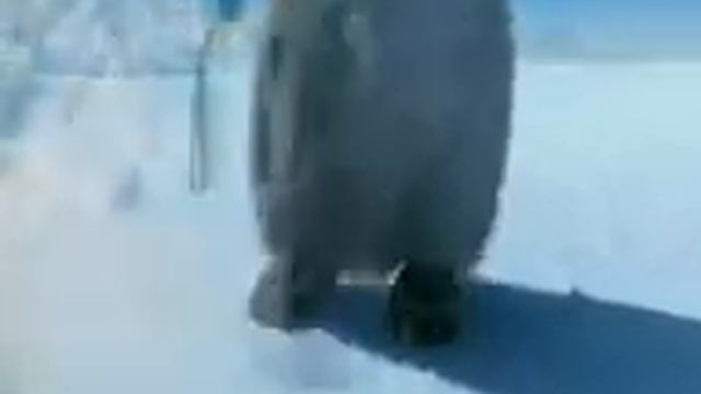 Пингвин танцует лезгинку^& смотреть онлайн