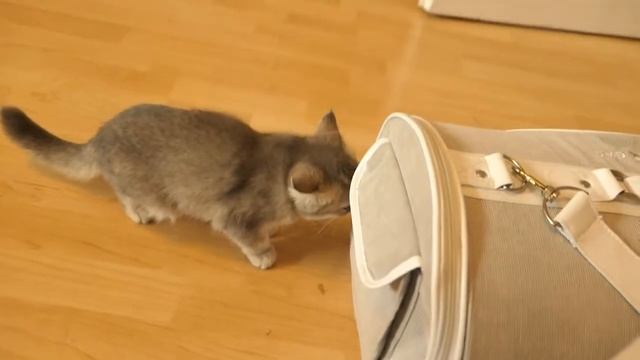 Едим за нашей кошечкай Софией . Olga Kirchgessner . смотреть онлайн