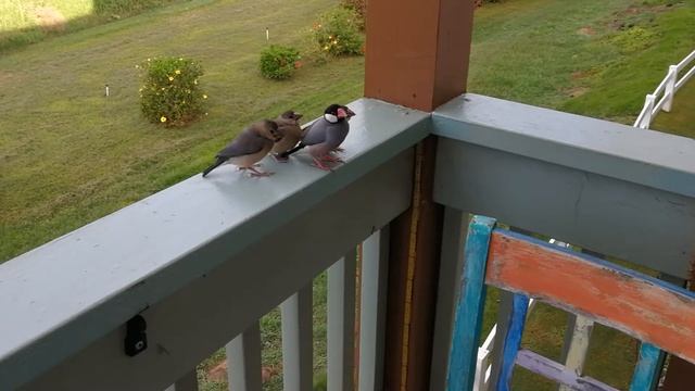 Hungry young Java Sparrows hounding mom for lunch. смотреть онлайн