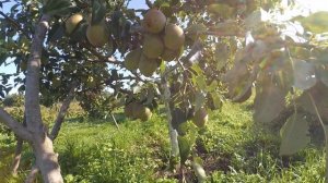 Груша Патен