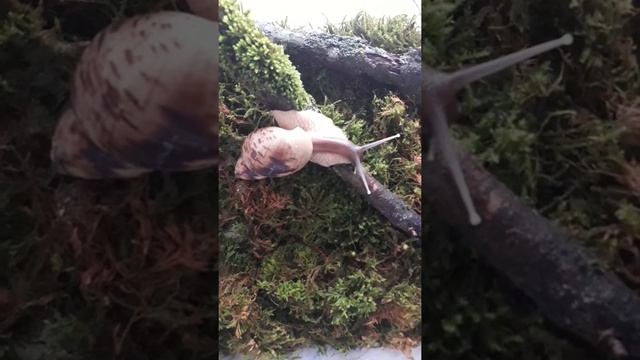 Ахатина Ретикулята стандарт смотреть онлайн