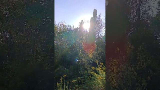 30 октября 2023 г. Тайный пруд в центре Сочи. Микс. ❤?? смотреть онлайн