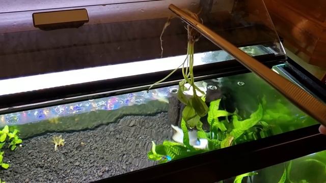 7 Popular Plants for Betta Fish You Need to Try смотреть онлайн