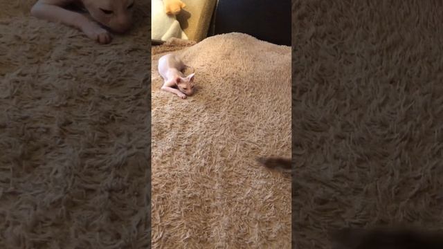 Характер Донского Сфинкса смотреть онлайн