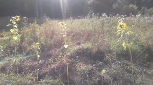 Санаторий Солотча