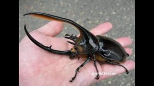 Самые большие жуки планеты Земля. Обзор гигантских насекомых