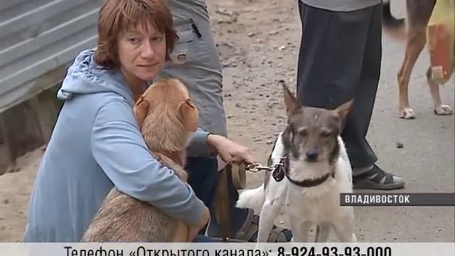 Открытый канал: злая собака терроризирует жителей одной из улиц Владивостока смотреть онлайн